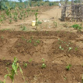 The Permagardens Foundation Cultivate Hope in Kenya’s Drought-Stricken Indigenous Villages